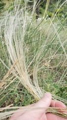 Stipa tirsa