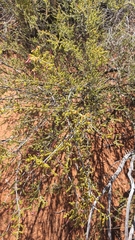 Calytrix longiflora