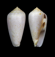 Conus cocceus