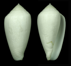 Conus cocceus