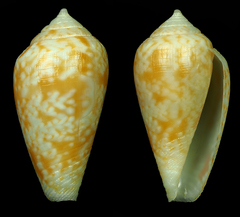 Conus cocceus
