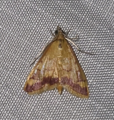 Pyrausta pseudonythesalis