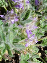 Lupinus lepidus utahensis