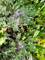 Lupinus lepidus utahensis