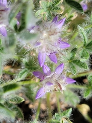 Lupinus lepidus utahensis