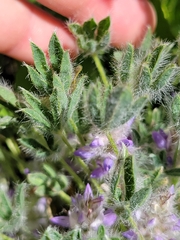 Lupinus lepidus utahensis