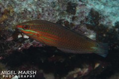 Halichoeres biocellatus