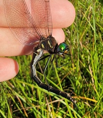 Somatochlora tenebrosa