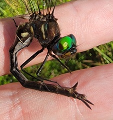 Somatochlora tenebrosa