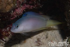 Oxycercichthys veliferus