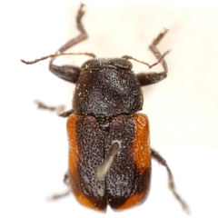 Pachybrachis cruentus