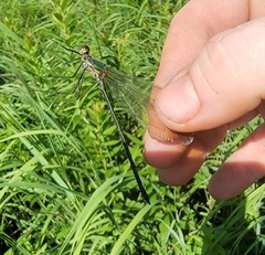 Calopteryx amata