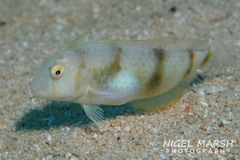 Iniistius aneitensis