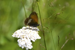Coenonympha arcania