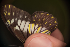 Catasticta flisa flisoides