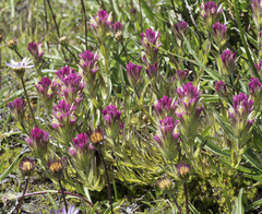 Castilleja lassenensis