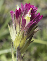 Castilleja lassenensis