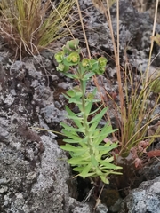 Euphorbia azorica