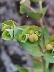 Euphorbia azorica