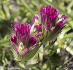 Castilleja lassenensis
