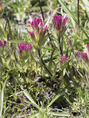 Castilleja lassenensis
