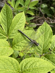 Phanogomphus borealis