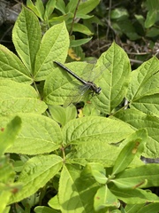 Phanogomphus borealis