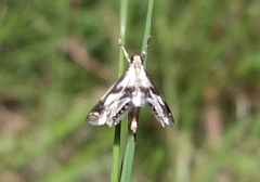 Chrysendeton imitabilis