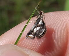 Chrysendeton imitabilis