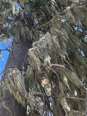 Usnea cavernosa