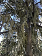Usnea cavernosa
