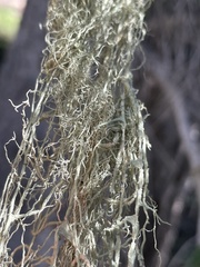 Usnea cavernosa