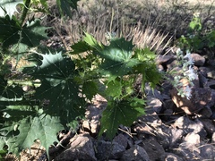 Cnidoscolus angustidens