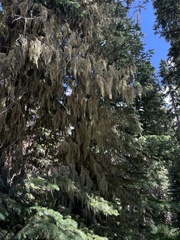 Usnea cavernosa