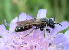 Andrena rosae