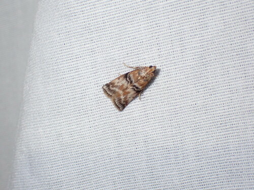 Poplar bud borer moth photo 4