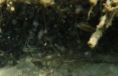 Pareques acuminatus