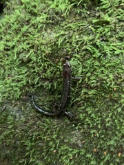 Desmognathus ochrophaeus