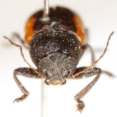 Pachybrachis cruentus