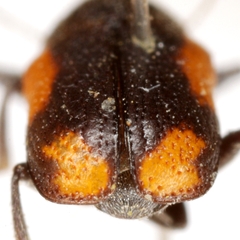 Pachybrachis cruentus