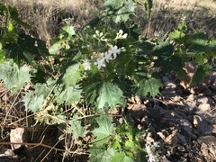Cnidoscolus angustidens