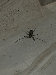 Lagocheirus araneiformis