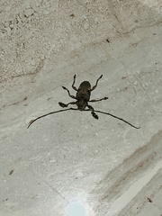 Lagocheirus araneiformis