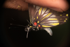 Catasticta flisa flisoides