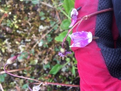Primula frigida