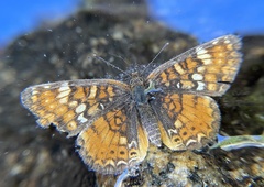 Phyciodes orseis