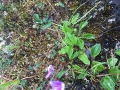 Primula frigida