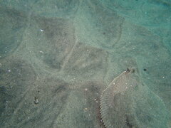 Pleuronichthys