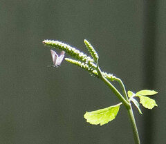 Celastrina neglectamajor