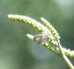 Celastrina neglectamajor
